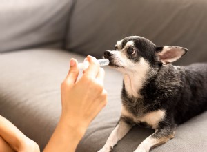 Safe Ways to Induce Vomiting in Dogs: A Guide for Pet Owners