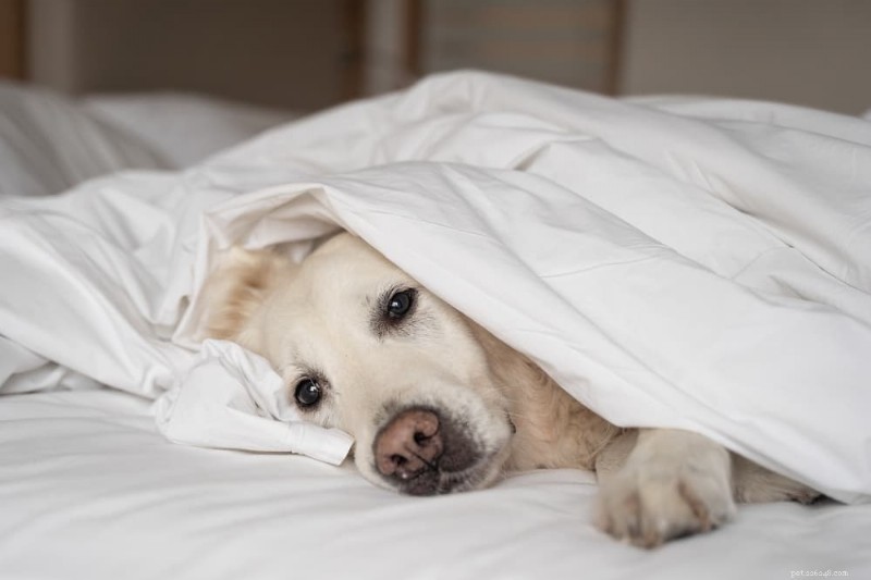 Veilige manieren om braken bij honden op te wekken:een gids voor eigenaren van gezelschapsdieren 