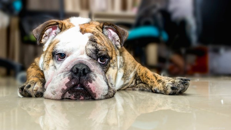 犬の股関節痛：症状を特定し、効果的に軽減する方法 