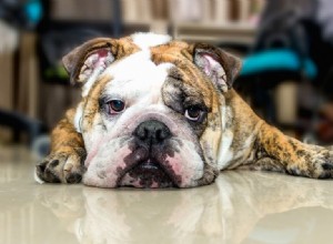 Dog Hip Pain: How to Spot Symptoms & Provide Effective Relief
