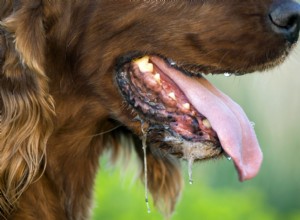 7 Medical Reasons for Excessive Drooling in Dogs