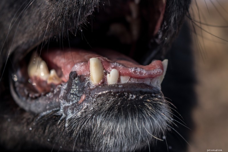 7 razões médicas para baba excessiva em cães 