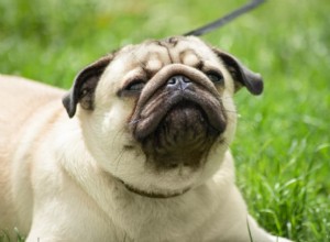Dog Congestion Explained: 9 Common Causes and How to Help