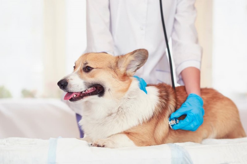 Explicação do congestionamento de cães:9 causas comuns e como ajudar 