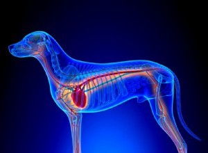 Where Is Your Dog’s Heart? A Professional Guide to Canine Heart Anatomy