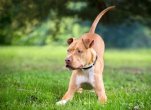 Understanding Happy Tail Syndrome: Causes, Symptoms, and Care for Dogs and Puppies