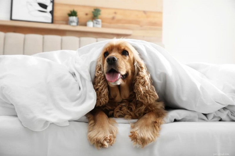 Chirurgia TPLO per cani:ripartizione dei costi, dettagli della procedura e aspettative di recupero 