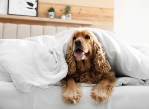 TPLO Surgery for Dogs: Cost Breakdown, Procedure Details, and Recovery Expectations