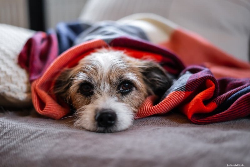 Chirurgia TPLO per cani:ripartizione dei costi, dettagli della procedura e aspettative di recupero 