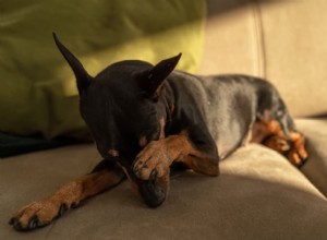 Understanding Dog Eye Allergies: Symptoms, Causes, and Effective Treatments