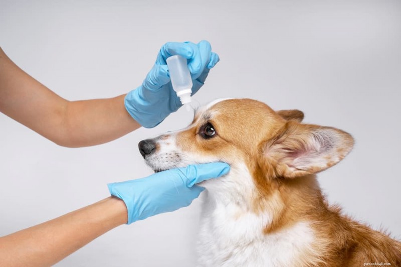 Förstå hundögonallergier:symtom, orsaker och effektiva behandlingar 