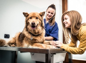 Dog Heart Rate: What Is Normal and How to Monitor It