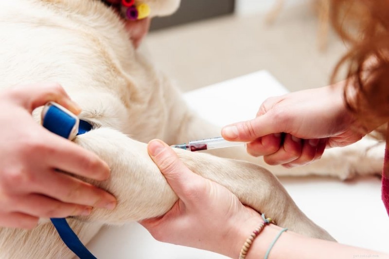 Förstå hundblodsockernivåer:Vad du kan förvänta dig med diabeteshantering 