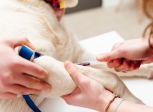 Understanding Canine Blood Sugar Levels: What to Expect with Diabetes Management