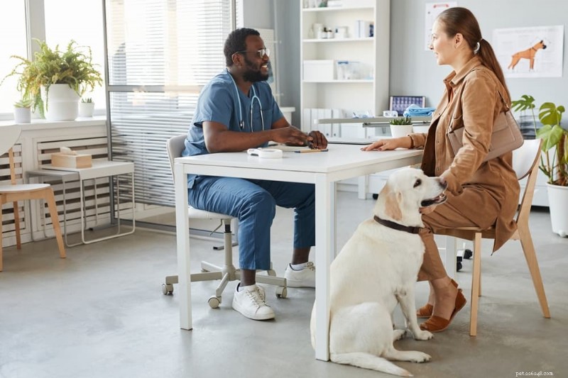 Förstå hundblodsockernivåer:Vad du kan förvänta dig med diabeteshantering 