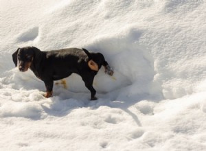 Hematuria in Dogs: 6 Common Causes & How to Respond