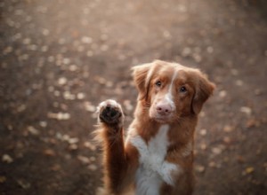 Dog Paw Care Guide: Anatomy, Maintenance, and Protection Tips