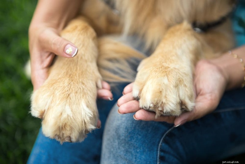 Gids voor hondenpootverzorging:tips voor anatomie, onderhoud en bescherming 