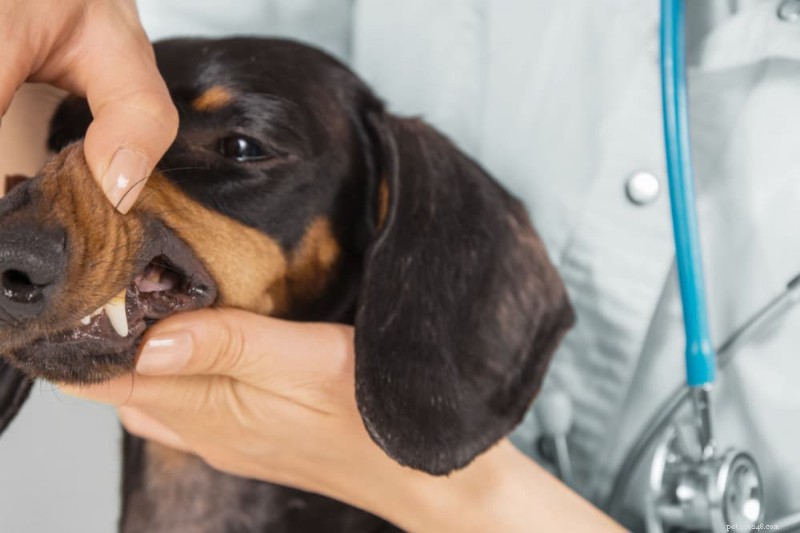 Tandenpoetsen bij honden:stappen, kosten en hoe u de glimlach van uw pup gezond kunt houden 