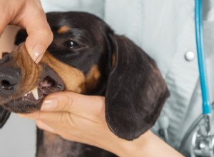 Dog Teeth Cleaning: Steps, Costs & How to Keep Your Pup’s Smile Healthy