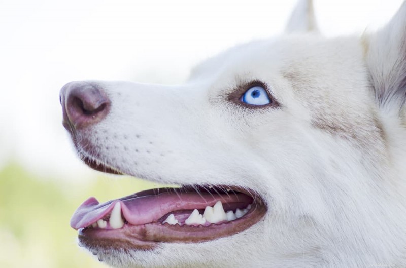 Tandenpoetsen bij honden:stappen, kosten en hoe u de glimlach van uw pup gezond kunt houden 