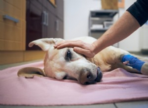 12 Critical Signs of a Dog Stroke – How to Spot and Respond