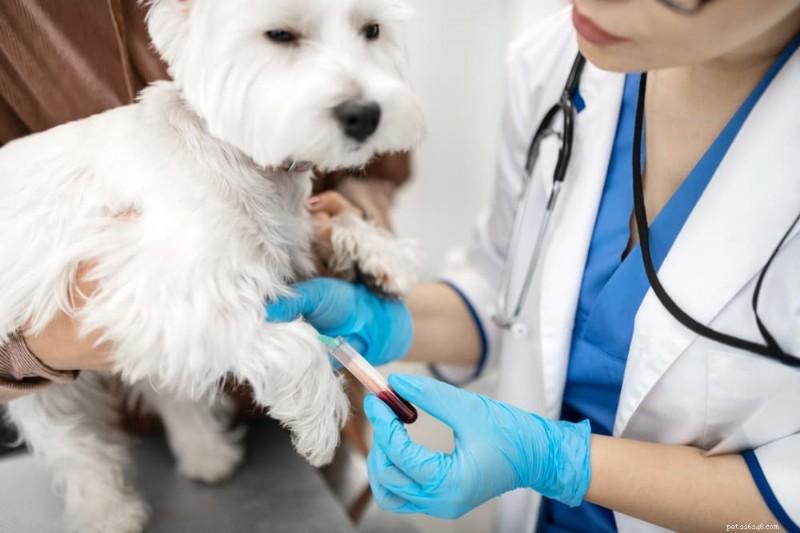 Enzymes hépatiques élevées chez les chiens :causes, symptômes et stratégies de soins 