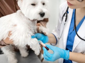Elevated Liver Enzymes in Dogs: Causes, Symptoms, and Care Strategies