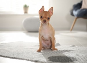 8 Red Flags: Urinary Tract Infection Symptoms in Dogs You Must Recognize