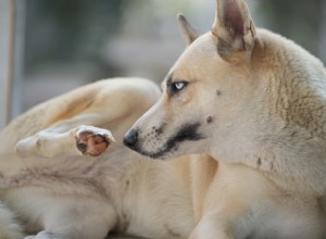 Dog Paw Infections: Causes, Symptoms, and Effective Treatments