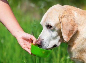 14 Key Symptoms of Cushing’s Disease in Dogs: Spot Early Signs
