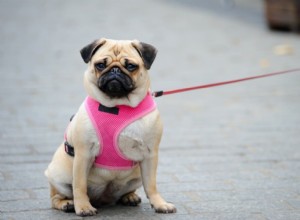 How to Spot an Overweight Dog: 7 Essential Signs