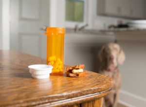 Master the Art of Giving Your Dog a Pill: Proven Techniques & Tips
