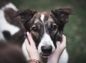 Bone Cancer in Dogs: Symptoms, Causes, and Treatment Options