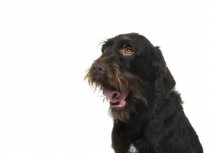 Understanding Dog Wheezing: Symptoms, Causes, and Treatment Options
