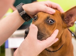 Comprehensive Guide to Dog Eye Drops: Types, Uses, and Care