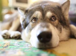 Effective Dog Pain Relief: Proven Medications & Care Tips