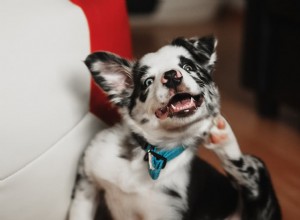 What Causes Excessive Itching in Dogs? Understanding Symptoms & Solutions