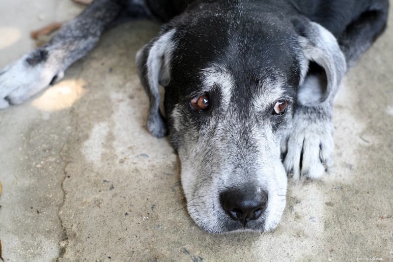 Maneiras rápidas e seguras de ajudar seu cachorro a fazer cocô:6 técnicas comprovadas 