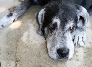 Fast & Safe Ways to Help Your Dog Poop: 6 Proven Techniques