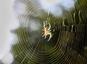 How to Spot and Respond to Spider Bites on Dogs