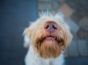 What Does a Warm Dog Nose Really Signify? Decoding Your Pet’s Health