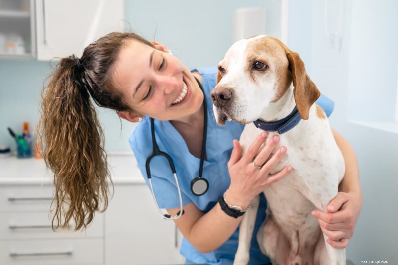 Haarverlies bij honden begrijpen:11 oorzaken en praktische oplossingen 