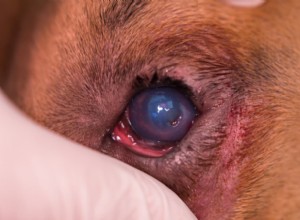 Dog Eye Ulcers Explained: Causes, Symptoms & Treatment Options