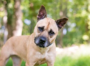 What to Do If Your Dog Consumes Marijuana: Signs, Prevention, and Veterinary Care