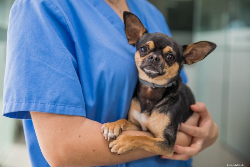 Vad du ska göra om din hund konsumerar marijuana:tecken, förebyggande och veterinärvård 