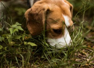 Understanding Canine Pneumonia: Types, Symptoms, and Expert Treatment Tips