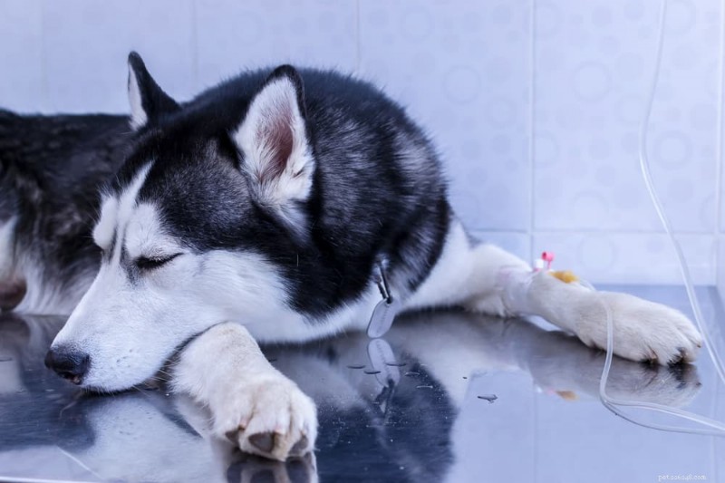 Förstå hundlunginflammation:typer, symtom och expertbehandlingstips 