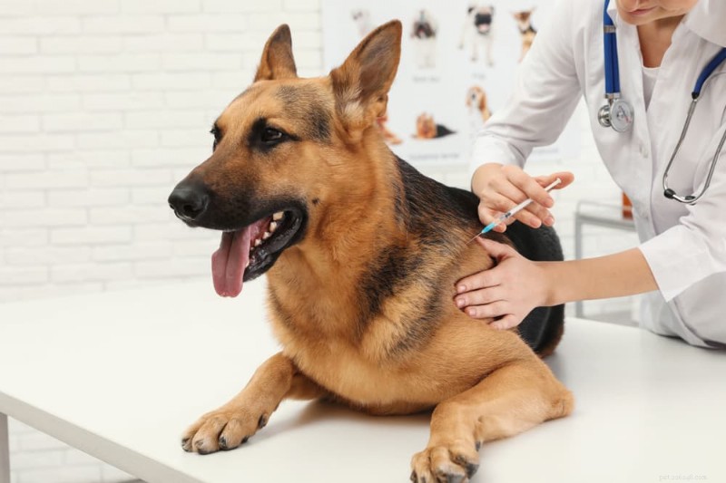 Förstå hundlunginflammation:typer, symtom och expertbehandlingstips 