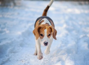 Dog Frostbite: 7 Critical Signs and Proven Prevention Strategies